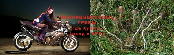 молекула духа Арсеньев
